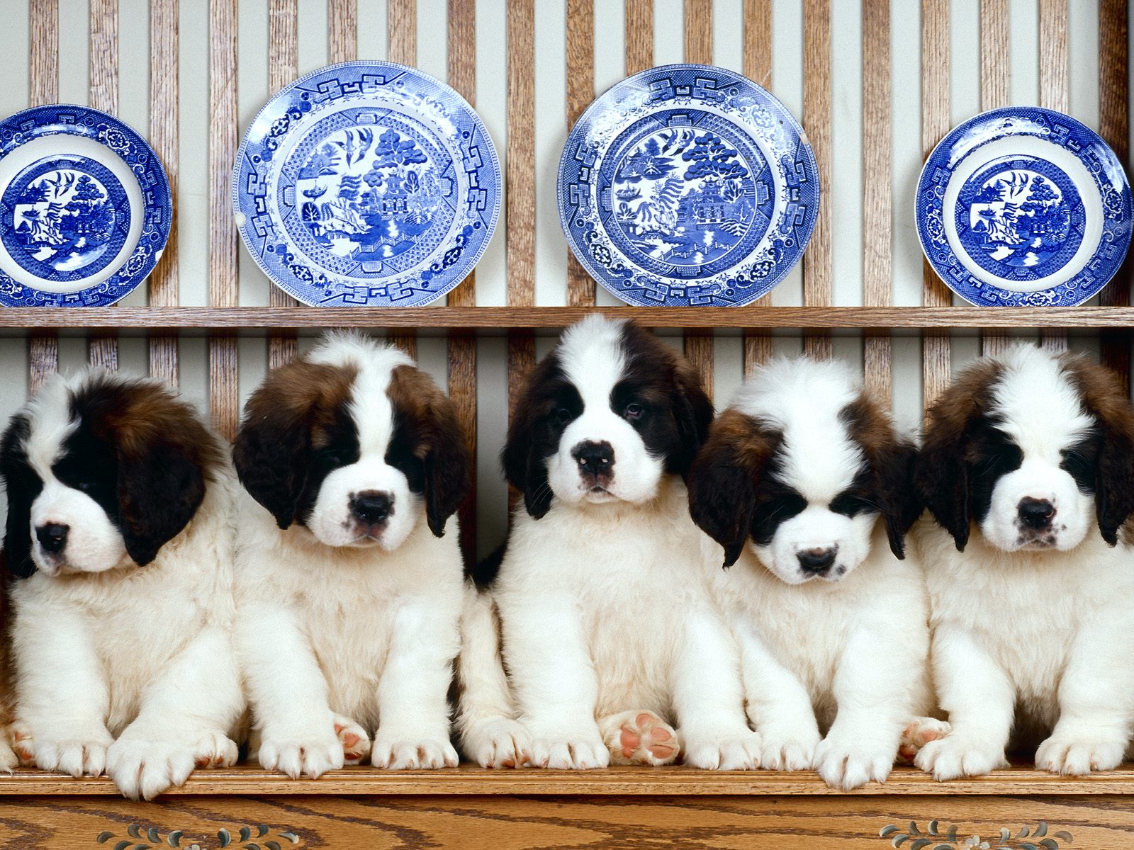 St-Bernard-Puppies